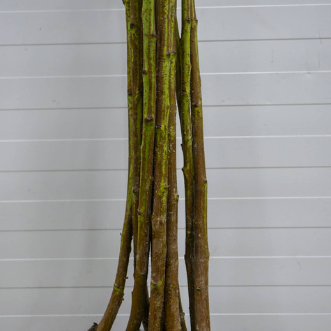 Brzoskwinia Elberta Plant Pack