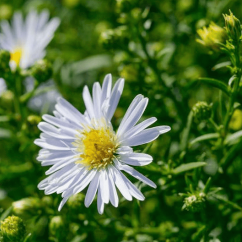 Aster krzaczasty Kristina biały (P9)