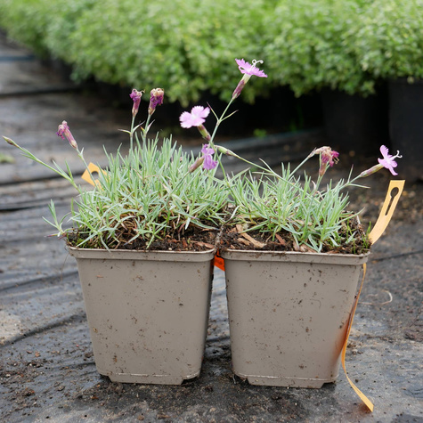 Goździk Siny Amarant (C2)