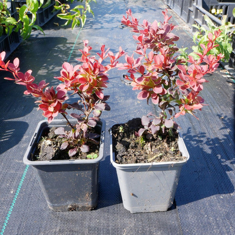 Berberys Thunberga Karlik (P9)