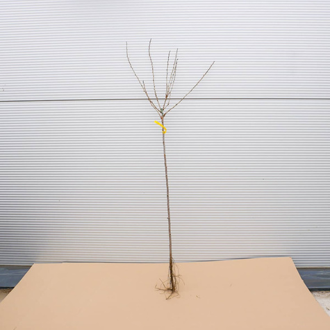 Agrest czerwony Revena na pniu Plant Pack