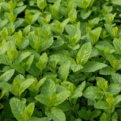 Mięta pieprzowa 0,1g