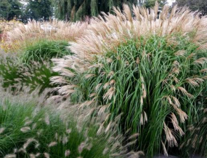 Miskant chiński Silberfeder