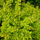 Berberys Thunbergii Sunsation PA 40cm
