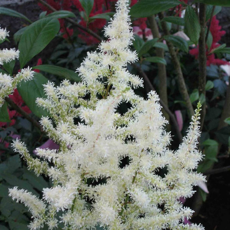 Tawułka Arendsa Astary White (C2)