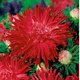 Aster chryzantemowy Flaming czerwony 1+0,2g Polan