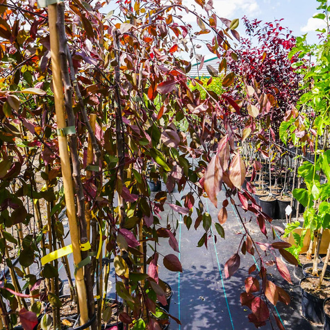 Jabłoń Ozdobna Czerwona Pendula Szczepiona Na Pniu