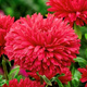 Aster chiński peoniowy wysoki czerwony 1g