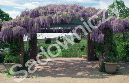 Glicynia chińska Wisteria Violacea