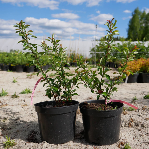 Pigwowiec pośredni Texas Scarlet Ozdobny na Nalewki (C2)
