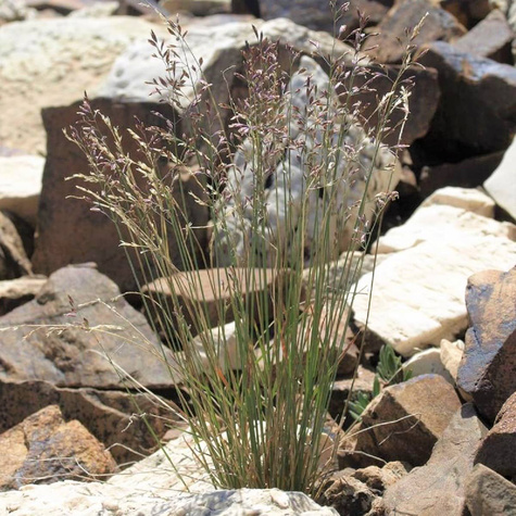 Wiechlina Poa Blue Hills