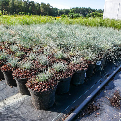 Kostrzewa popielata sina Eisvogel (C2)