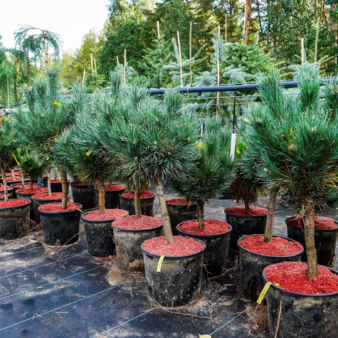 Sosna zwyczajna Watereri