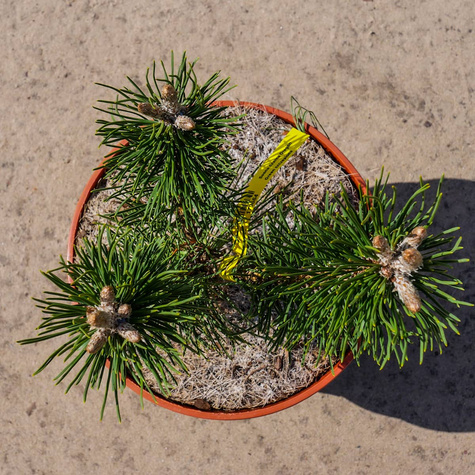 Sosna czarna Oregon Green szczepiona