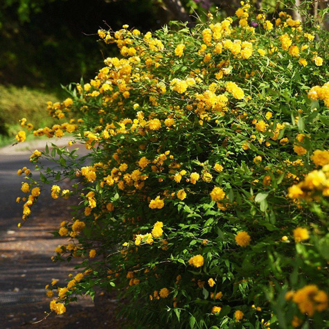 Złotlin japoński Pleniflora (C2)