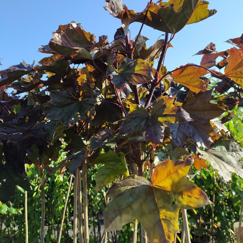 Klon pospolity Royal Red (C2)