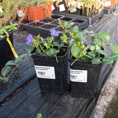 Barwinek pospolity Atropurpurea