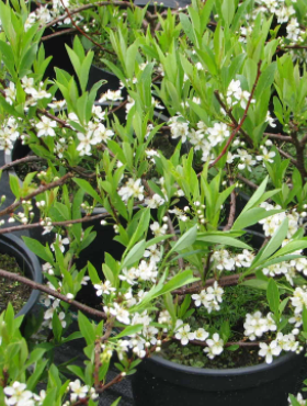 Wiśnia piaskowa (C2)