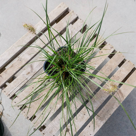 Rozplenica Japońska Piórkówka Little Honey (C2)