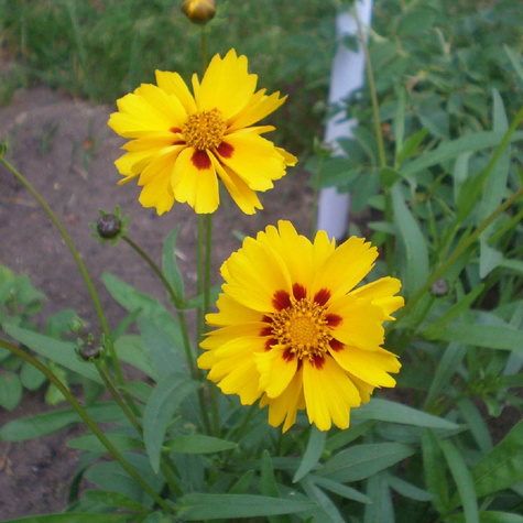 Nachyłek wielkokwiatowy Sunfire (C2)