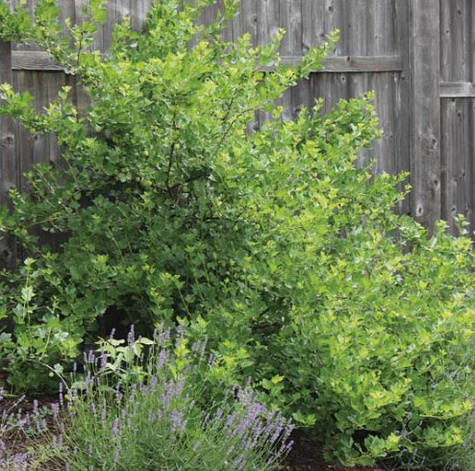 Agrest czerwony Rokula Plant Pack