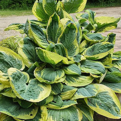 Funkia Hosta Carnival (P9)