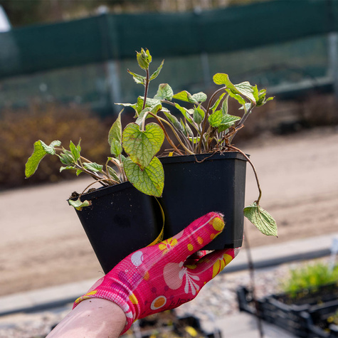 Brunnera wielkolistna Emerald Mist (C2)