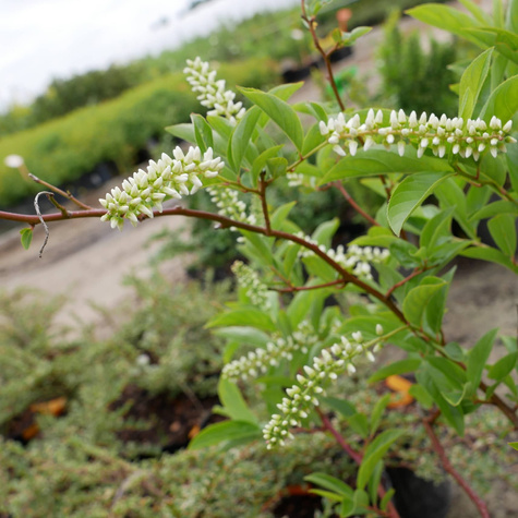 Itea wirginijska Henry's Garnet (P9)