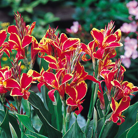 Paciorecznik Canna Kanna Lucifer czerwono-żółty