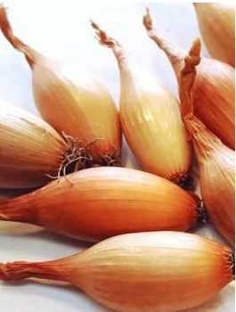 ZESTAW ALLEGRO Cebula dymka Sopelek 0,25kg