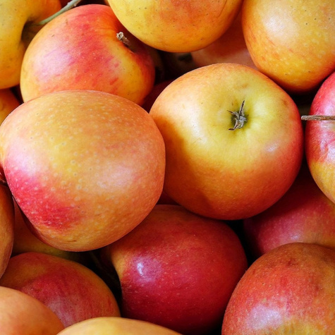 Duo Jabłoń Szampion+ Gala Plant Pack