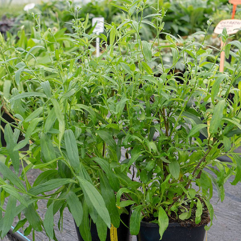 Aster pirenejski Lutetia biały (P9)