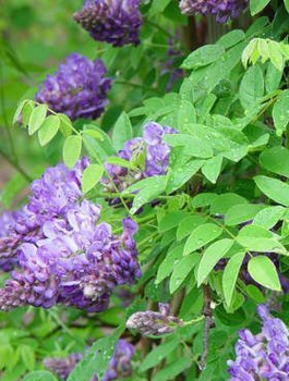 Glicynia amerykańska Longwood Purple