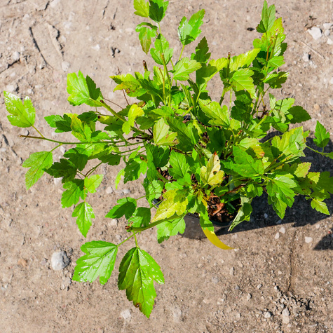 Pęcherznica kalinolistna Raspberry Lemonade (C2)