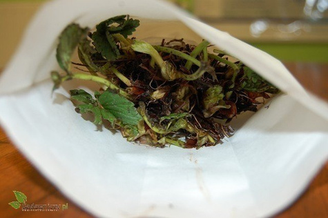 TRUSKAWKA MONTERREY bardzo plenna pyszna PNĄCA WISZĄCA POWTARZAJĄCA 10 szt