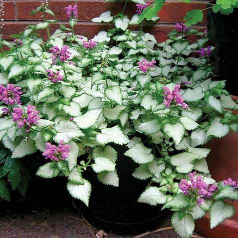 Jasnota plamista Purple Dragon (C2)