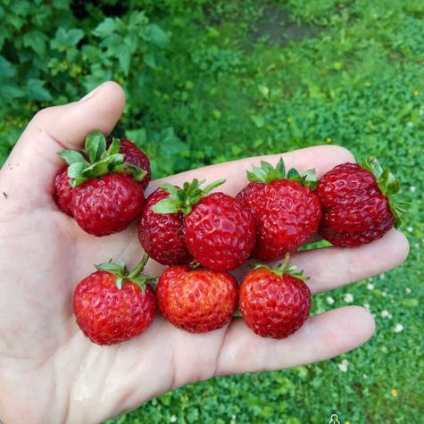 Truskawka Malinowa najlepsza najsłodsza sadzonki truskawek truskawki 10 szt