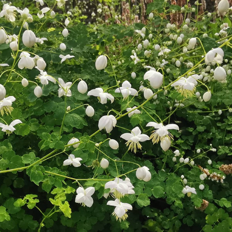 Rutewka Delavay'a Album (C2)