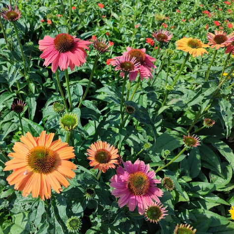 Jeżówka purpurowa Papallo Power Coral Orange (C2)