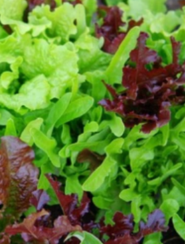 ZESTAW ALLEGRO Sałata siewna na cięte listki mieszanka  1 g