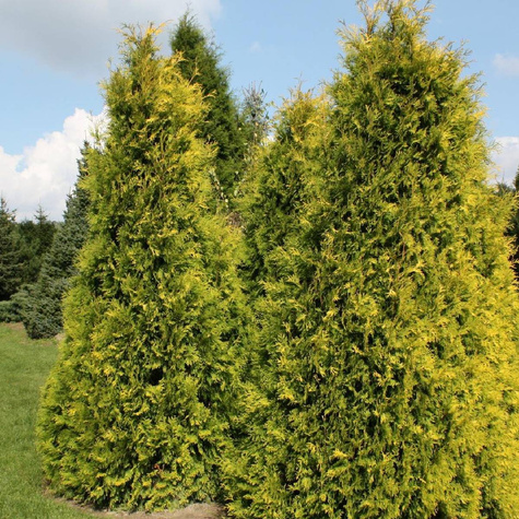 Thuja Tuja Żywotnik olbrzymi Goldy 4ever Żółta zimą (P9)