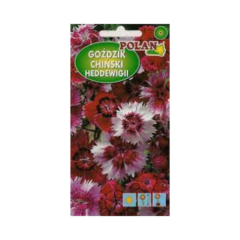 Goździk letni Heddewigii mieszanka 1g