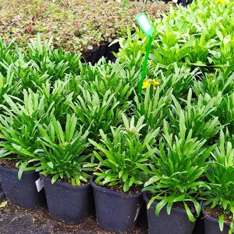 Pszonak Spring Feeling (C2)