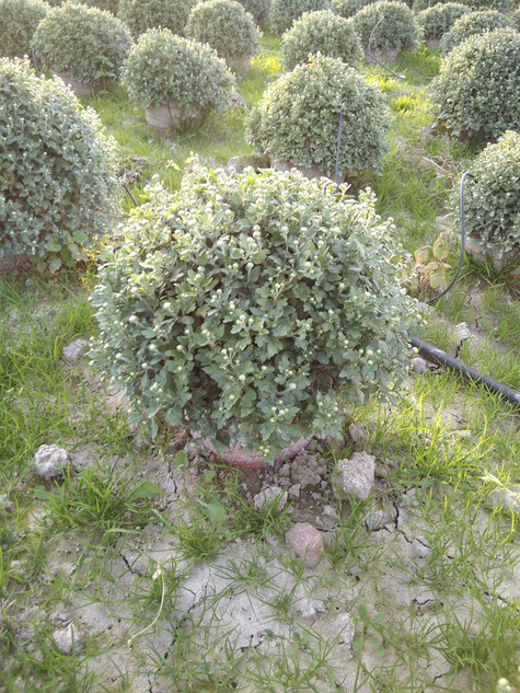 Chryzantema drobnokwiatowa fioletowa DUŻA DONICA