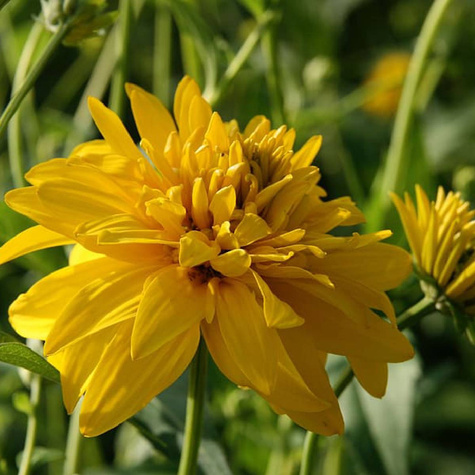 Rudbekia naga Goldquelle (C2)