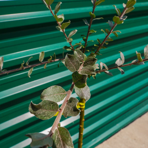 Wierzba argentea na pniu (C5)