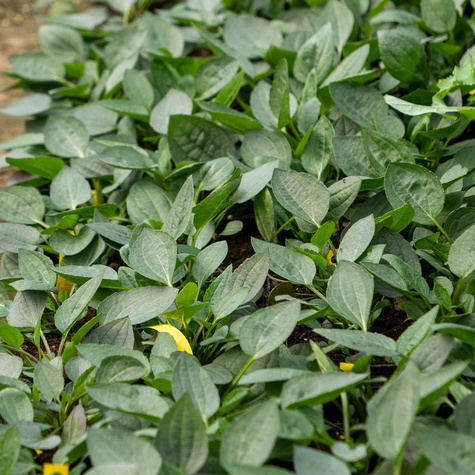 Rudbekia błyskotliwa