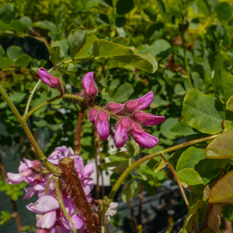 Robinia akacjowa Akacja fioletowa szczepiona na pniu miododajna