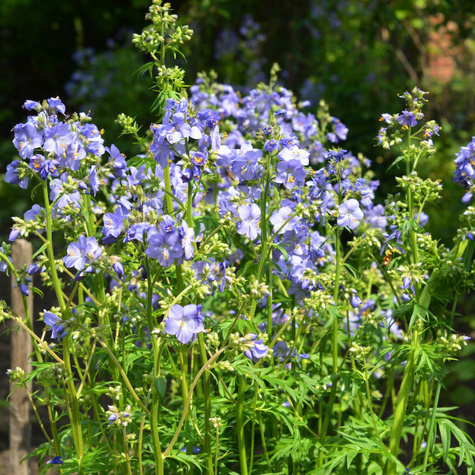 Wielosił błękitny Polemonium caeruleum (C2)