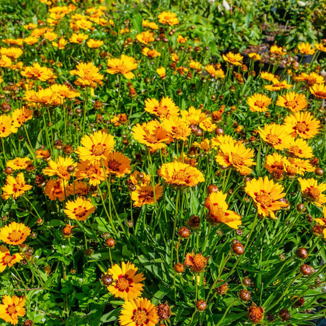 Nachyłek lancetowaty Sunfire (C2)